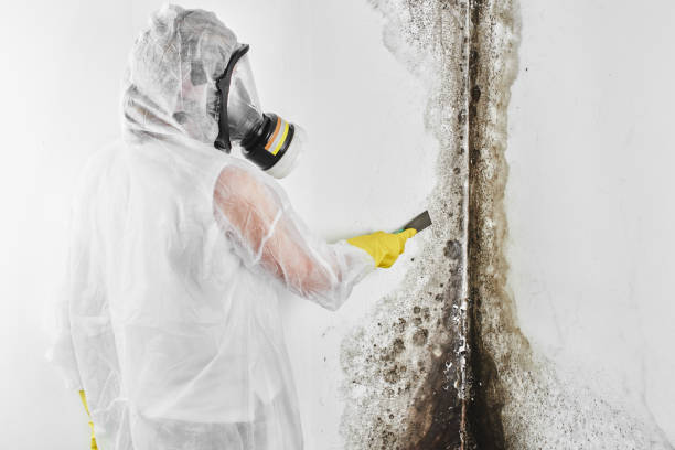 Best Attic Mold Remediation in Gonzales, TX