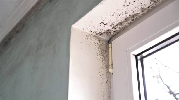 Best White Mold Remediation in Gonzales, TX