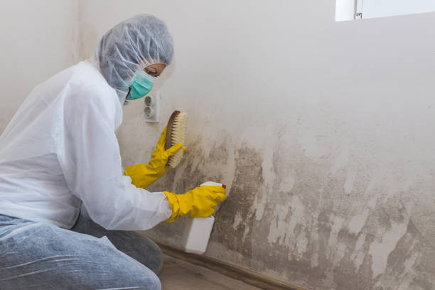 Professional Mold Remediation in Gonzales, TX