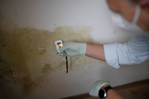Best Mold Testing and Inspection Services in Gonzales, TX