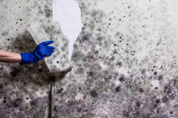 Best Basement Mold Remediation in Gonzales, TX