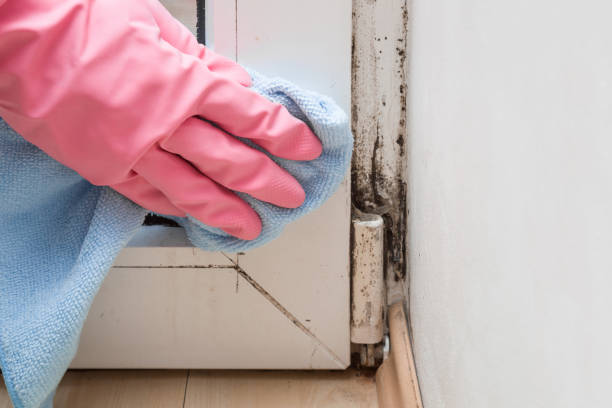 Best Health and Safety Mold Remediation in Gonzales, TX