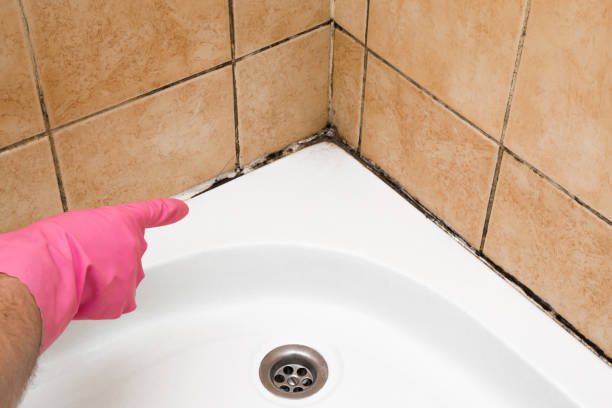 Best Mold Remediation for Specific Building Types in Gonzales, TX