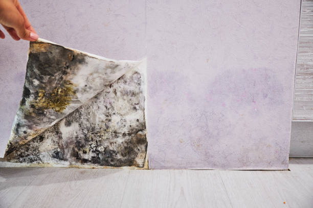Best Kitchen Mold Remediation in Gonzales, TX